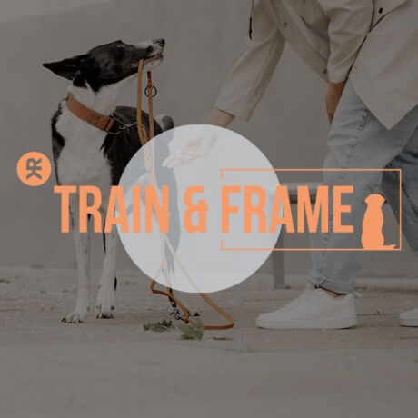 TRAIN & FRAME