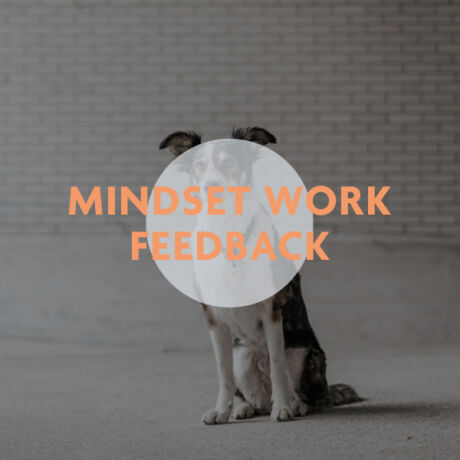 Webinar: Der Blick von aussen: Warum Feedback dein Mindset auf das nächste Level bringt. Hundetrainer Kanton Zug