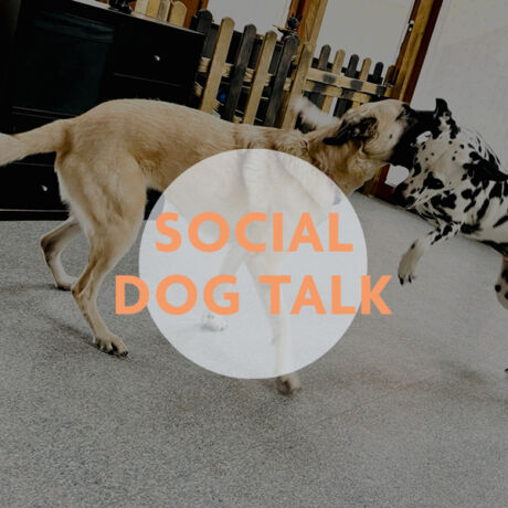 SOCIAL DOG TALK - Sozialverhalten von Hunden bewusst begleiten
