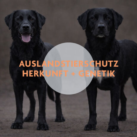Zwei Schwarze Hunde die wie Labbis aussehen einer davon ist aber kein Labbi