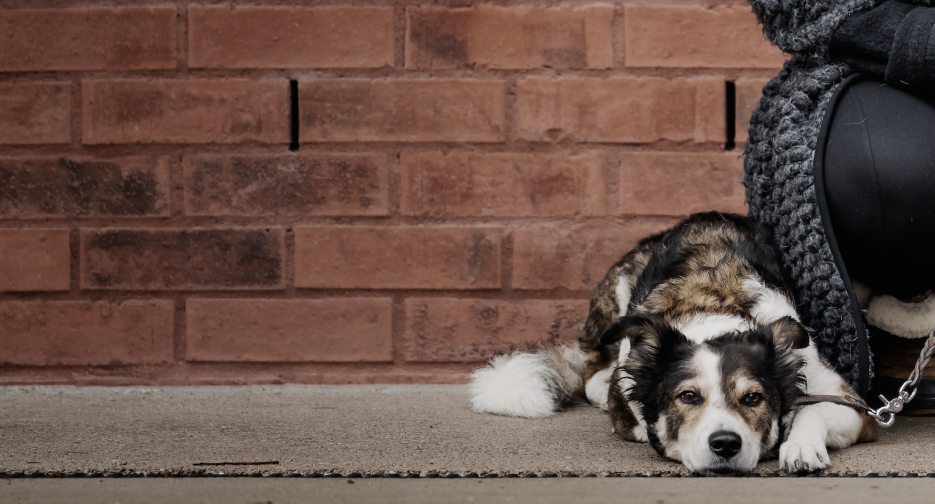 Hund der entspannt ruht vor einer roten Wand