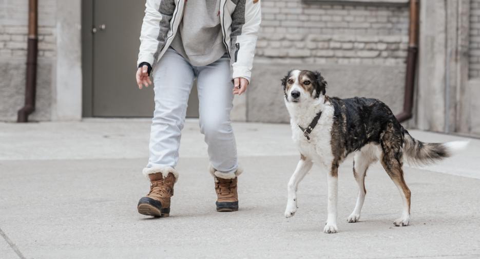 Hund mit seinem Menschen.