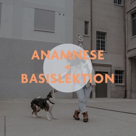 Anamnese und Basislektion