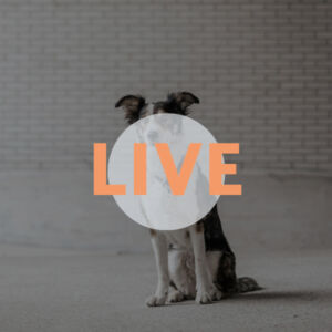 Live Webinare