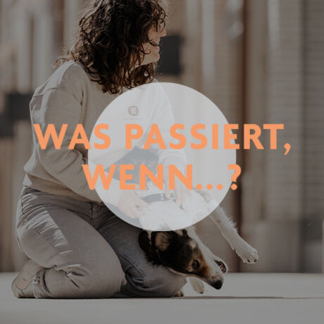 Online-Videoanalyse für Mensch & Hund - Hundetrainer Kanton Zug