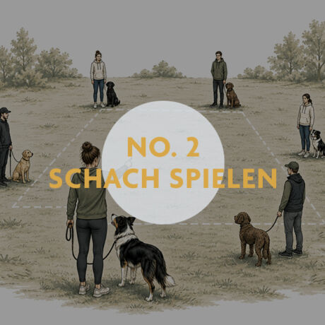 READY TO TEACH No. 2 – Schach spielen – Unterrichtskonzept für Hundetrainer:innen
