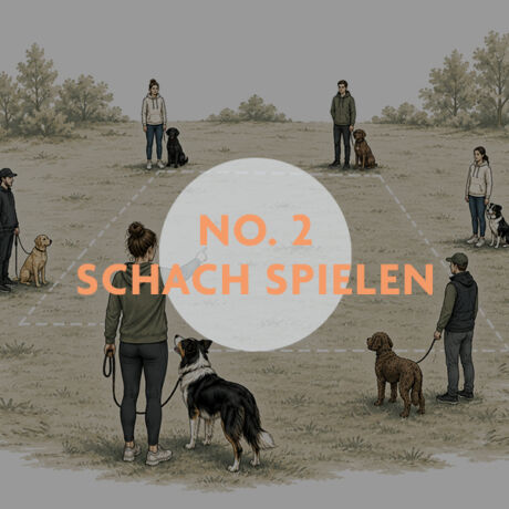 READY TO TEACH No. 2 – Schach spielen – Unterrichtskonzept für Hundetrainer:innen