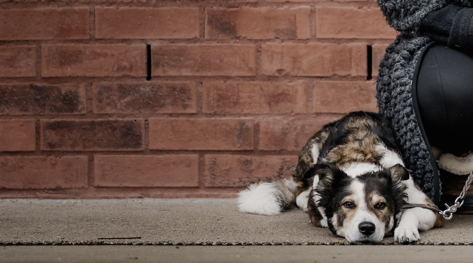 Hund der entspannt ruht vor einer roten Wand