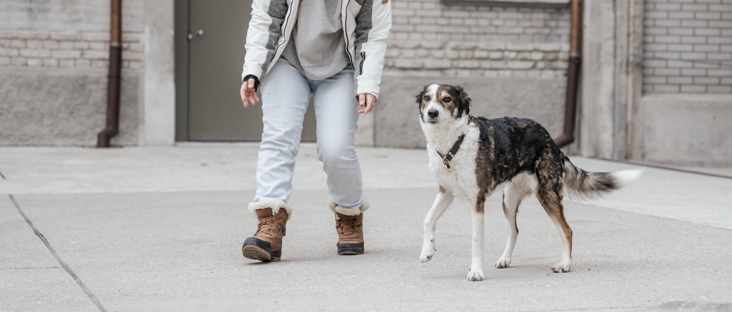 Hund mit seinem Menschen.