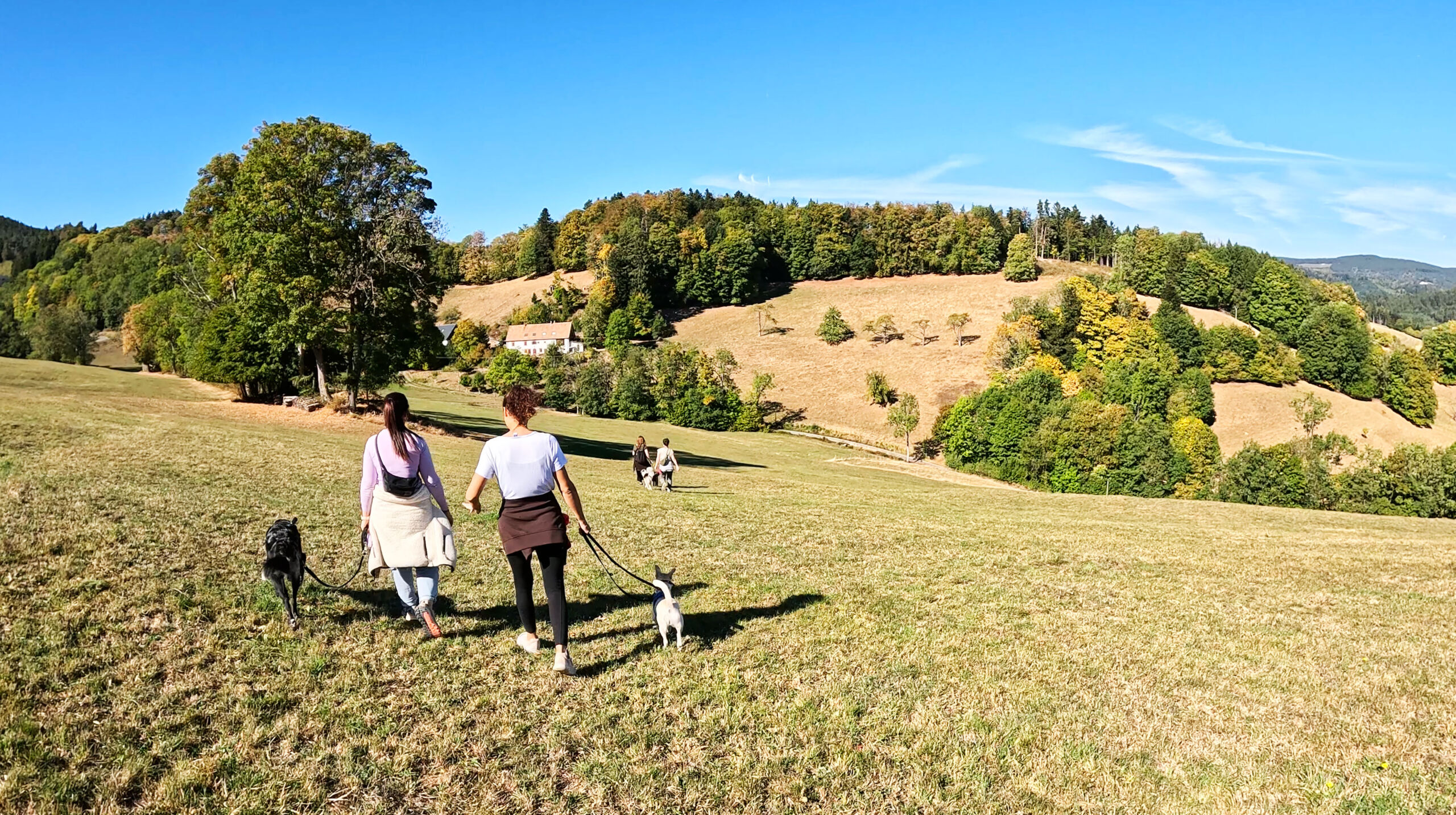 Trainingswochenende - BARKS - Hundetrainer - Kanton Zug