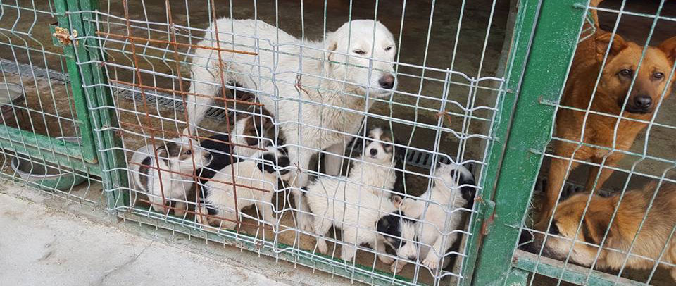 Man sieht mehrere Hunde in einem Tierheim in Rumänien
